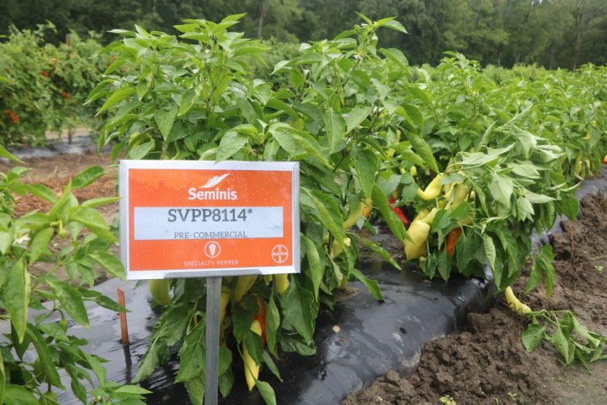 Seminis 8114 Pepper