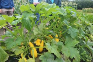 Syngenta Grandprize Yellow Squash