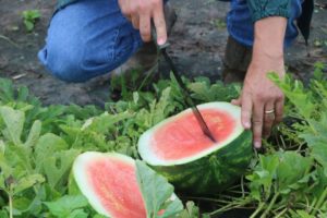 Syngenta Siruis Watermelon