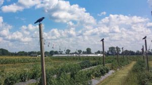 What Growers Should Do About Crows in the Orchard