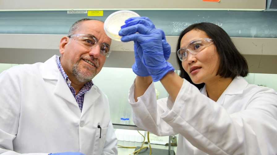 Big Breakthrough in the Fight Against Citrus Greening