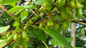 Could Kiwiberries Be Your Next Alternative Crop?