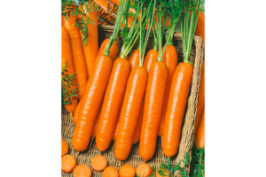 Little Finger from Terra Organics