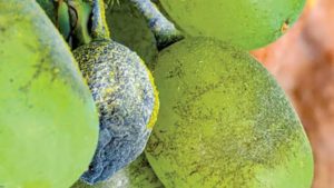 Nichino Paves Way for Gatten Fungicide Distribution in Canada