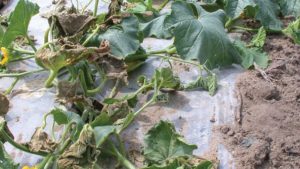 Field Scouting Guide: Bacterial Wilt