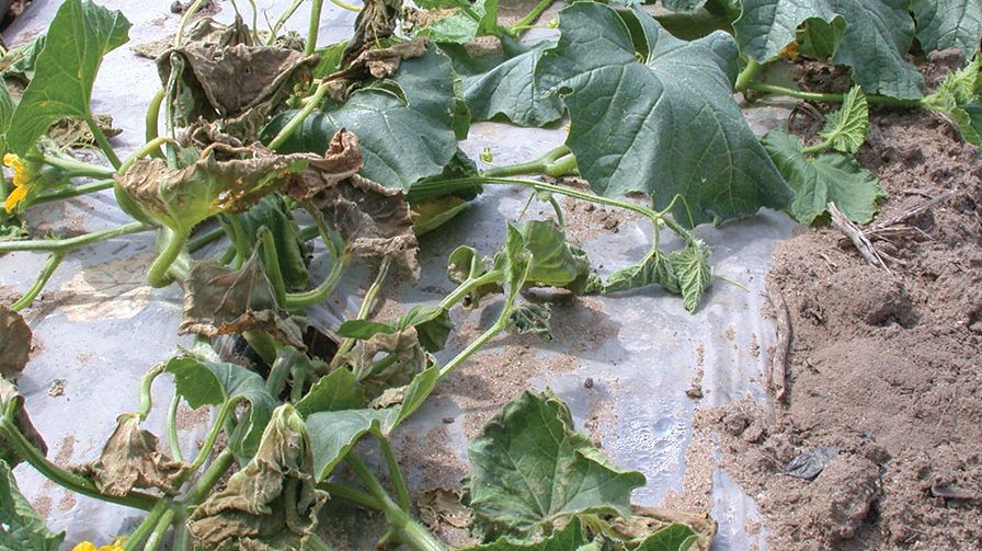 Field Scouting Guide: Bacterial Wilt