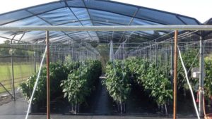 How to Extend the Growing Season for Bell Peppers