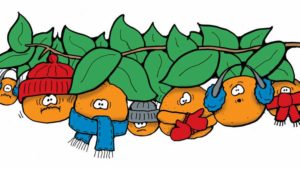 Find the Line Between Good Cold and Bad Cold for Citrus
