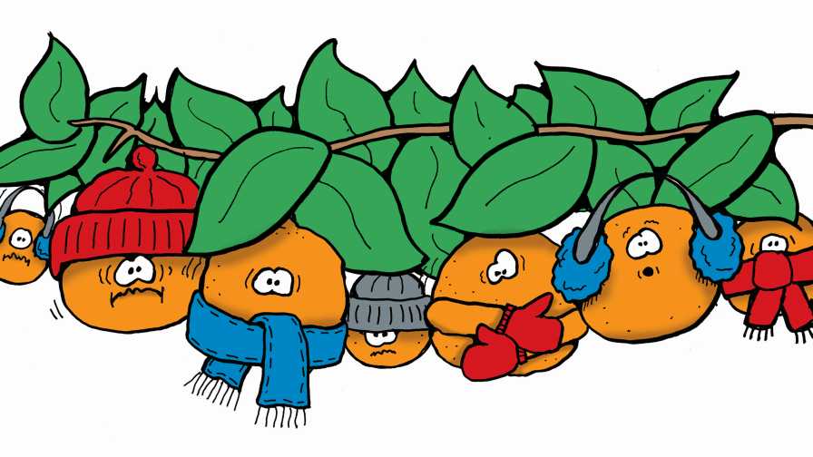 Find the Line Between Good Cold and Bad Cold for Citrus