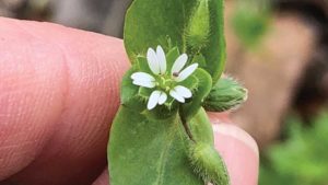 SePro Rolls Out New Herbicide Product for Specialty Crops