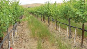 A Way to Grow More Grapes With Less Water