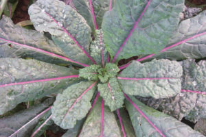 Dazzling Blue from Wild Garden Seed and Harris Seeds Organic 
