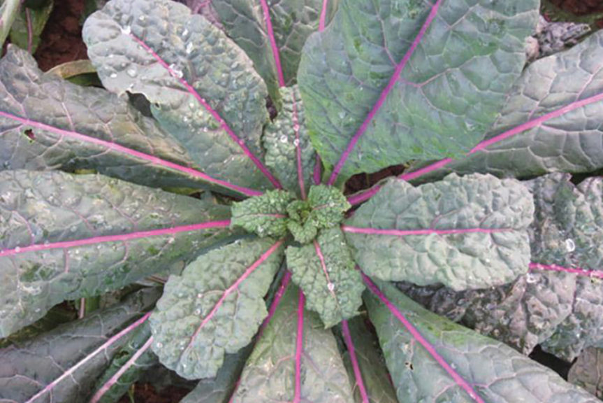 Dazzling Blue from Wild Garden Seed and Harris Seeds Organic 