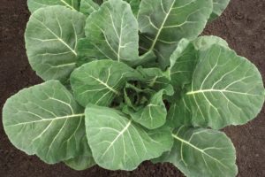 Flash F1 from Sakata Seed America and Harris Seeds