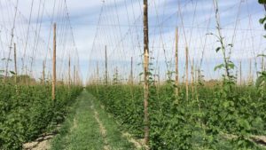 What It’s Really Like to Grow Hops