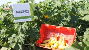 California Vegetable Seed Trials: Breeders Focus on Growers’ Labor Problems [Slideshow]