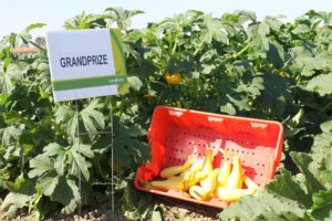 Syngenta: Grandprize 