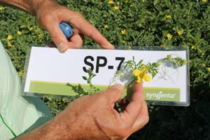'Super Pollinizer SP-7' from Syngenta 