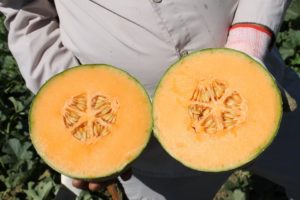 'Sweet Shield' from Syngenta 
