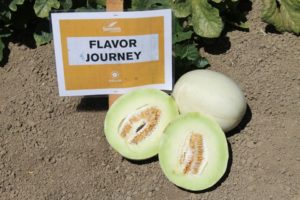 'Flavor Journey' from Bayer 