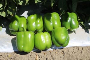 Seminis/Bayer: Pfeiffer 