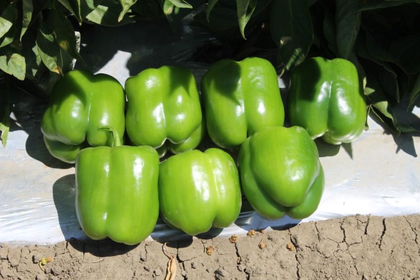 Seminis/Bayer: Pfeiffer 