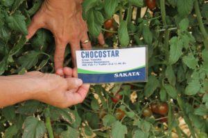 Sakata: Chocostar