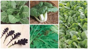 10 Leafy Green Varieties to Add to Your Crop Profile
