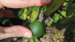 What You Need to Know About the Lebbeck Mealybug