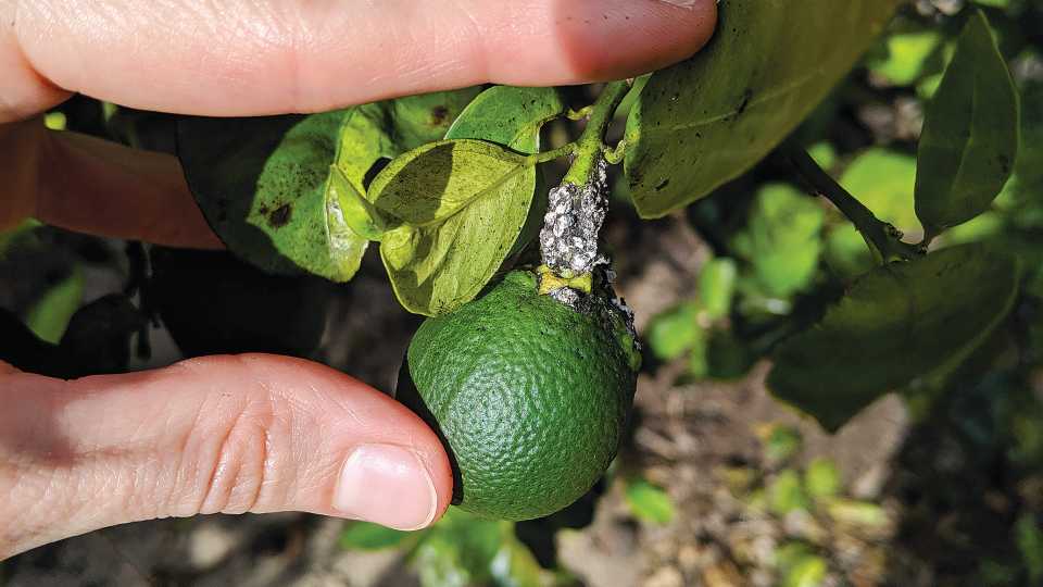 Superior Solution: New Field Diagnostic Kit for Lebbeck Mealybug In the Works