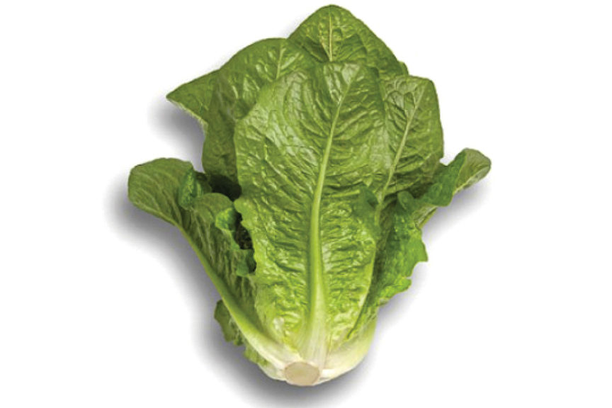 Patrona from Rijk Zwaan and Stokes Seeds 