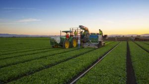 New Vegetable Varieties Ready for Automation Innovation