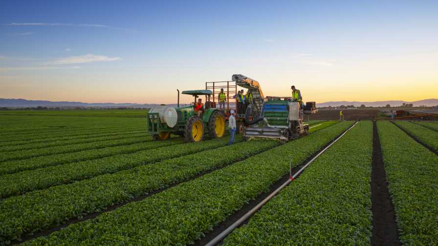 New Vegetable Varieties Ready for Automation Innovation