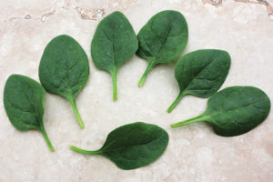 Seaside from Sakata Seed America and Rupp Seeds 