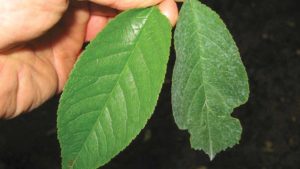 Is Plant Virus Detection Tech Becoming Too Good?