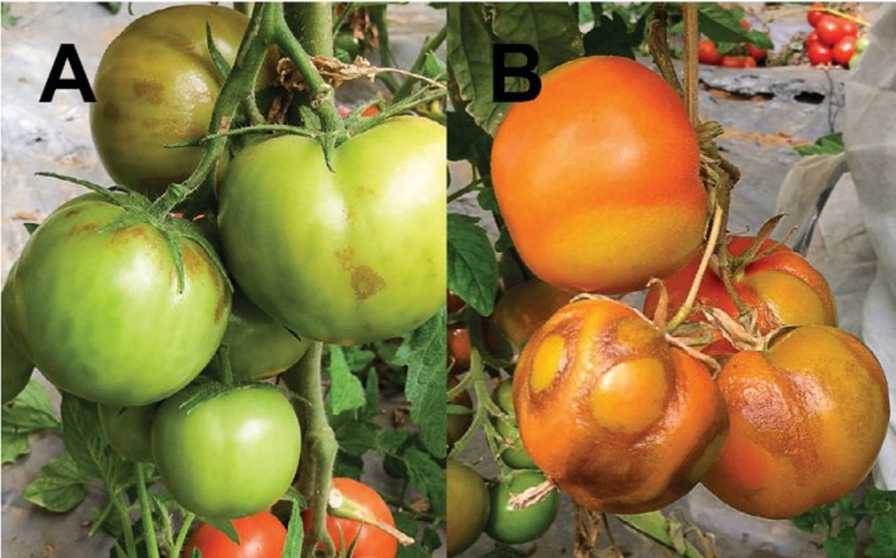 tomato brown rugose virus symptoms