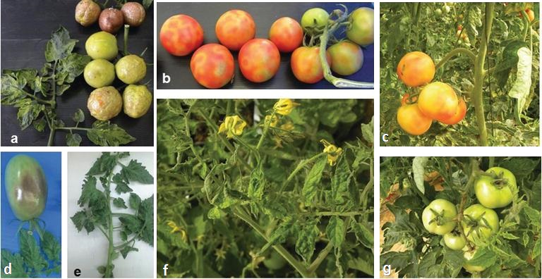 Collage of tomatoes infected by tomato brown rugose fruit virus