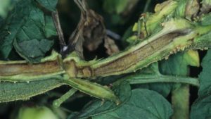 Avoid Tomato Pith Necrosis Crisis in Your Crop