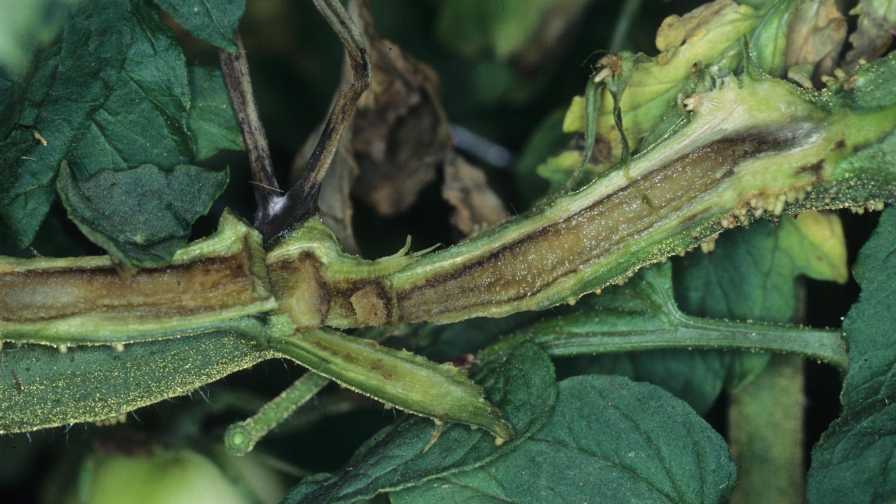 Avoid Tomato Pith Necrosis Crisis in Your Crop
