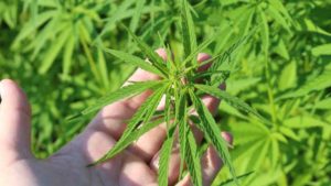 Will 2020 be the Year of Hemp in Florida? 