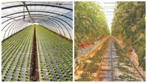 Indoor Farming Insider Talks About Evolution of the Sector