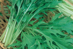 Mizuna from Terra Organics 