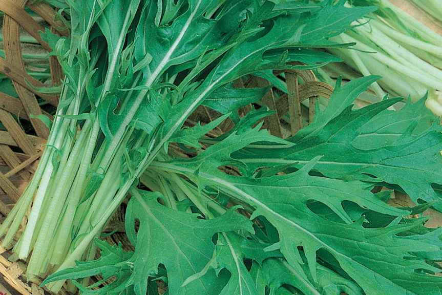 Mizuna from Terra Organics 