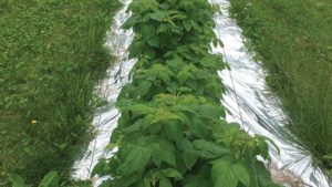 Can Mulch Protect Raspberries from Spotted Wing Drosophila?