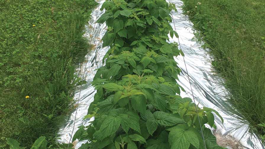 Can Mulch Protect Raspberries from Spotted Wing Drosophila?
