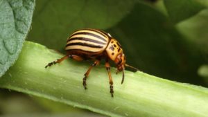 Long-Term Study Reveals New Insights on Colorado Potato Beetle