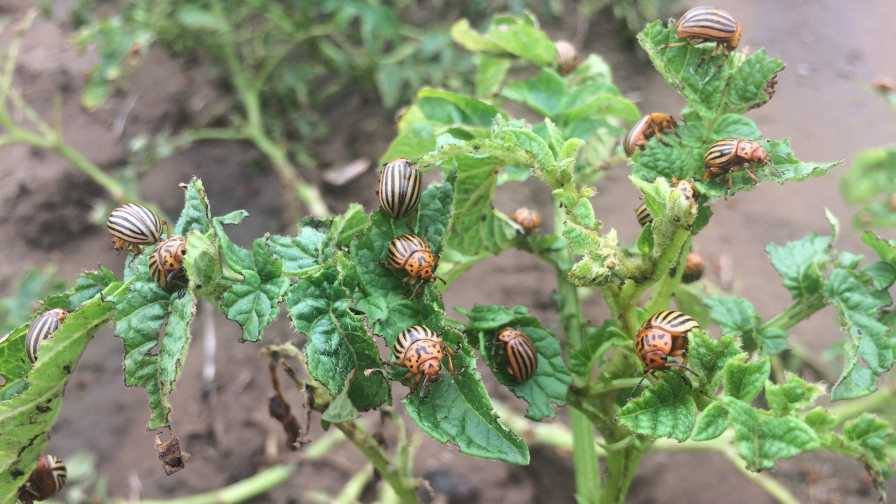 New Plant Health Discovery Could Be Gamechanger for Food Crops