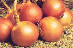 GVS 36291 F1 from Golden Valley Seed