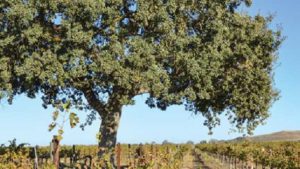 What Oak Trees Mean to the Health of Vineyards