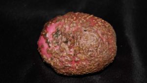 Select the Right Fungicide to Protect Your Potatoes